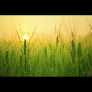Sunshine by Shranay Shahane Download