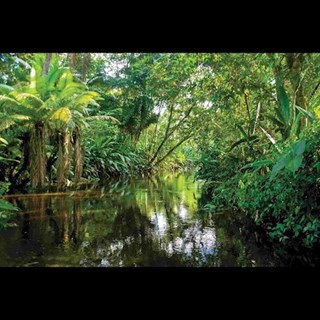 The Jungle by Ingenious Production Download