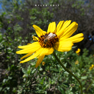 Yo Excuse Me Miss by Chris Brown Download