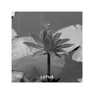 Lotus by Chordashian Download